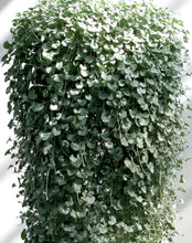 Load image into Gallery viewer, Silver Falls Hanging Basket