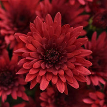 Load image into Gallery viewer, Grand Autumn Collection