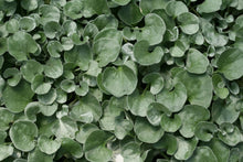 Load image into Gallery viewer, Silver Falls Hanging Basket
