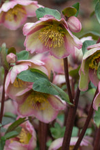 Load image into Gallery viewer, Helleborus Frostkiss Bayli's Blush
