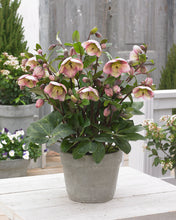 Load image into Gallery viewer, Helleborus Frostkiss Bayli's Blush
