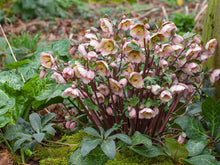 Load image into Gallery viewer, Helleborus Frostkiss Bayli's Blush
