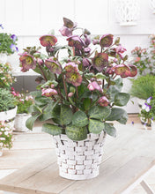 Load image into Gallery viewer, Helleborus Frostkiss Dana's Dulcet
