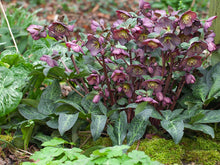 Load image into Gallery viewer, Helleborus Frostkiss Dana's Dulcet
