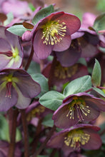 Load image into Gallery viewer, Helleborus Frostkiss Dana's Dulcet

