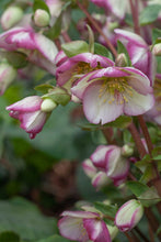Load image into Gallery viewer, Helleborus Frostkiss Glenda's Gloss
