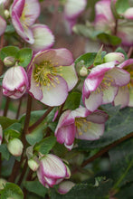 Load image into Gallery viewer, Helleborus Frostkiss Glenda's Gloss
